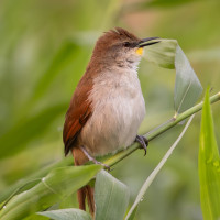 Yellow-chinned Spinetail